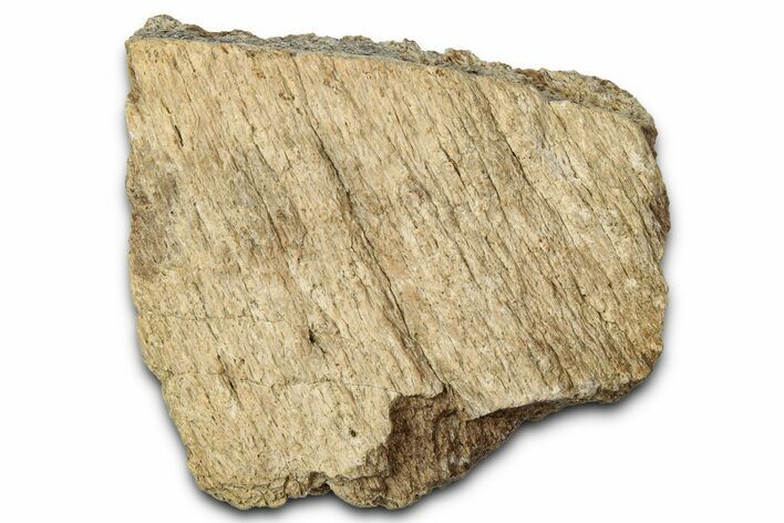 Dinosaur (Triceratops) Frill Shield Section - Montana #348008